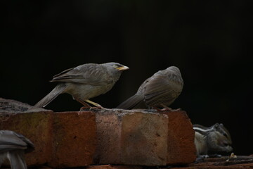 The jungle babbler is a member of the family Leiothrichidae found in the Indian subcontinent. Jungle babblers are gregarious birds that forage in small groups of six to ten birds.