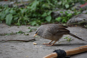 The jungle babbler is a member of the family Leiothrichidae found in the Indian subcontinent. Jungle babblers are gregarious birds that forage in small groups of six to ten birds.