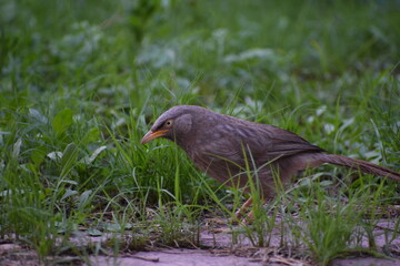 The jungle babbler is a member of the family Leiothrichidae found in the Indian subcontinent. Jungle babblers are gregarious birds that forage in small groups of six to ten birds.