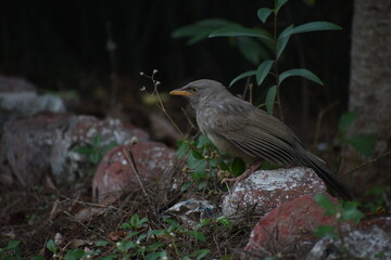 The jungle babbler is a member of the family Leiothrichidae found in the Indian subcontinent. Jungle babblers are gregarious birds that forage in small groups of six to ten birds.