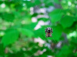 A spider on its web among green spring foliage.