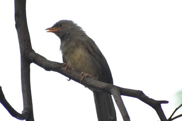 The jungle babbler is a member of the family Leiothrichidae found in the Indian subcontinent. Jungle babblers are gregarious birds that forage in small groups of six to ten birds.