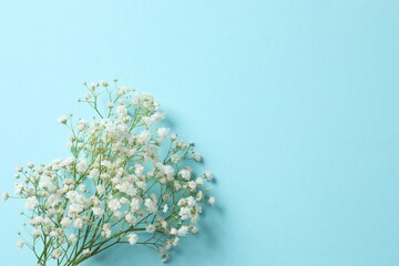Top view photo with gypsophila flowers on color background 