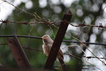 The jungle babbler is a member of the family Leiothrichidae found in the Indian subcontinent. Jungle babblers are gregarious birds that forage in small groups of six to ten birds.