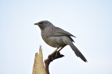The jungle babbler is a member of the family Leiothrichidae found in the Indian subcontinent. Jungle babblers are gregarious birds that forage in small groups of six to ten birds.