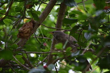 The jungle babbler is a member of the family Leiothrichidae found in the Indian subcontinent. Jungle babblers are gregarious birds that forage in small groups of six to ten birds.