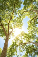 Obraz premium Golden sunlight filtering through the lush green forest canopy, illuminating the tranquil woodland.