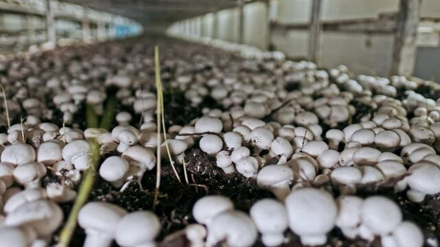 White button mushrooms growing in a controlled environment on a farm. The video showcases dense rows of mushrooms cultivated on shelves, representing modern mushroom farming practices.