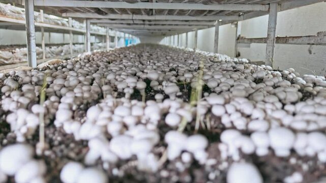 White button mushrooms growing in a controlled environment on a farm. The video showcases dense rows of mushrooms cultivated on shelves, representing modern mushroom farming practices.