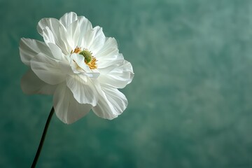 A white flower on a stem simple background