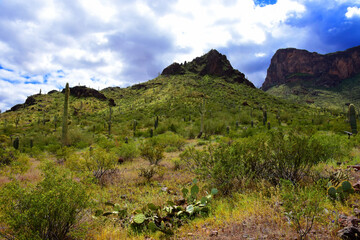 Sonora Desert Arizona Picacho Peak State Park