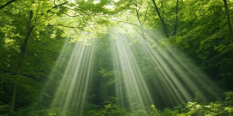 Obraz premium The sun is shining through the trees, creating a beautiful and peaceful scene. The light is casting shadows on the ground, adding depth and dimension to the image. The forest is lush and green