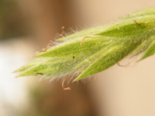 Close-Up of a Fresh Green Plant Bud with Fine Hair Detail