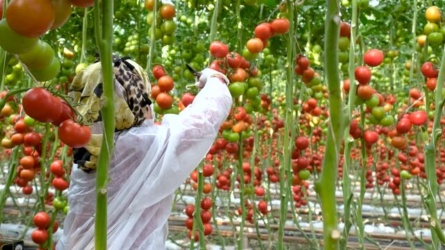 Farmers' hands harvest a ripe tomato in a greenhouse. A cart with tomato boxes stands nearby as a female worker collects tomatoes. Long rows of tomato plants grow in the farm's greenhouse.