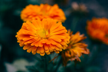 Inflorescences of marigold (Latin: Calendula officinalis) on green blue. Herbaceous plant, a species of the genus Calendula of the Asteraceae family. 