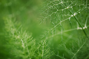 Green ornamental dill grows on a dark abstract background. Growing plants and edible herbs in the vegetable garden. Farm land plant macro backdrop. 