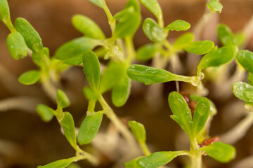 Microgreens watercress. Cress seedlings on a dark background. Growing microgreen sprouts. New life concept