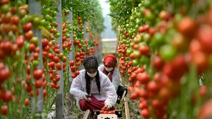 Tomatoes growing in greenhouse. Young women farmer harvesting ripe tomatoes. Tomato gardening guide. Greenhouse tomato plants in the farm industry grow in long row.