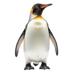 Penguin isolated on white or transparent background