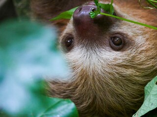 The face of a Hoffmann's two-fingered sloth (Choloepus hoffmani) photographed at the Jaguar Rescue Center in Costa Rica. © Albert Schweitzer