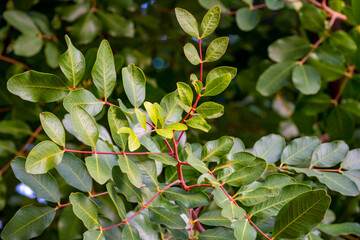 Gall forming on the leaf of the terebinth tree, ( Citlembik - Pistacia terebinthus ).