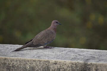 The laughing dove is a small pigeon that is a resident breeder in Africa, the Middle East, South Asia, and Western Australia where it has established itself in the wild after being released from Perth