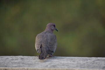 The laughing dove is a small pigeon that is a resident breeder in Africa, the Middle East, South Asia, and Western Australia where it has established itself in the wild after being released from Perth
