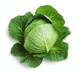 Obraz premium Fresh green cabbage, white isolate background