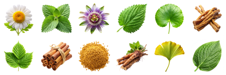 Medicinal herbs and roots isolated on transparent background. Includes chamomile, passionflower, ginkgo, fenugreek, and burdock in PNG collection
