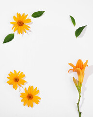 Colorful minimal flower background with space for text or design, top view. Concept of gardens, summer flowers and warm, sunny decorations