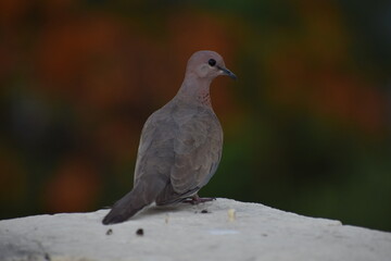 The laughing dove is a small pigeon that is a resident breeder in Africa, the Middle East, South Asia, and Western Australia where it has established itself in the wild after being released from Perth