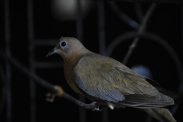 The laughing dove is a small pigeon that is a resident breeder in Africa, the Middle East, South Asia, and Western Australia where it has established itself in the wild after being released from Perth