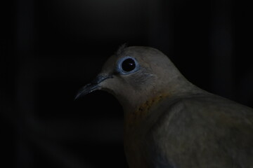 The laughing dove is a small pigeon that is a resident breeder in Africa, the Middle East, South Asia, and Western Australia where it has established itself in the wild after being released from Perth