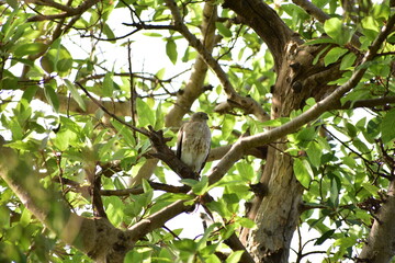 The shikra is a small bird of prey in the family Accipitridae found widely distributed in Asia and Africa where it is also called the little banded goshawk. The African forms may represent a separate 