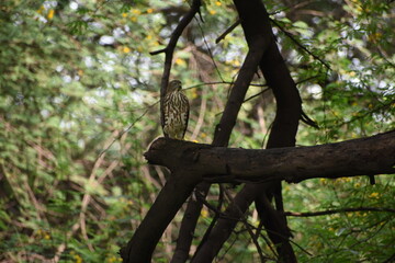 The shikra is a small bird of prey in the family Accipitridae found widely distributed in Asia and Africa where it is also called the little banded goshawk. The African forms may represent a separate 