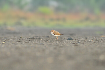 The javan plover,  it inhabits sandy shores and intertidal mudflats, Shorebird, Migration bird, Endemic Bird.