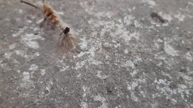 Orgyia leucostigma. Its other name&nbsp;white-marked tussock moth and caterpillar. This is a moth in the family&nbsp;Erebidae. Larva of Orgyia leucostigma.

