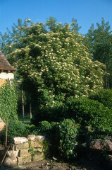 Sureau noir, Sambucus nigra, Hedera helix, Lierre