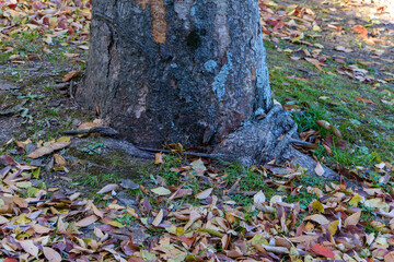 樹木の根元と落ち葉の風景