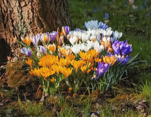 cluster of yellow, white, purple and lavender crocuses at the base of a tree AI