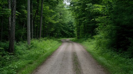 Obraz premium Winding Dirt Road Through Lush Green Forest