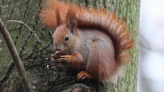 A close-up red fluffy squirrel sits on a branch close to the tree trunk and eats a piece of walnut toward the camera lens on a cloudy day.