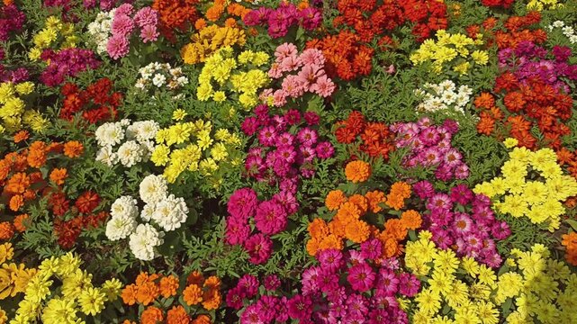 colorful blooming zinnia flower in garden