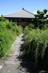 京都の仏教寺院の庭に咲く萩の花