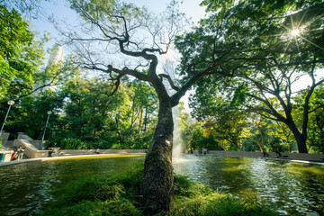 홍콩 kowloon park 오래된 나무 