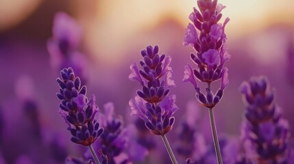 Lavender Flowers Blooming At Sunset Soft Light