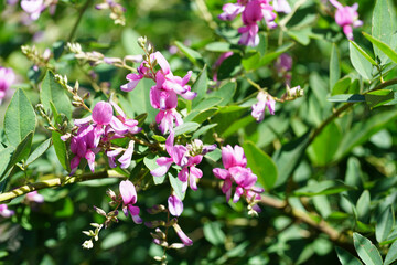 京都の仏教寺院の庭に咲く萩の花