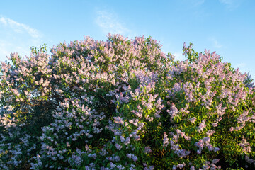 Obraz premium Blooming lilac bushes on blue sky background. Lilac background at the sunny day for publication, poster, calendar, post, screensaver, wallpaper, banner, cover, website. High quality photography