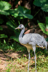 Naklejka premium The common crane (Grus grus) is a large, elegant bird found across Europe and Asia. It is known for its gray plumage, black neck with a white streak, and red crown patch. 