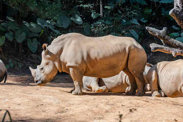 The white rhinoceros (Ceratotherium simum) is the largest extant species of rhinoceros. It has a wide mouth used for grazing and is the most social of all rhino species. © Danny Ye